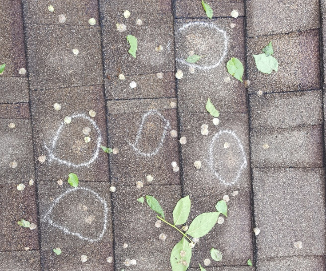 Five hail damage hits on a shingled roof marked with chalk circles.
